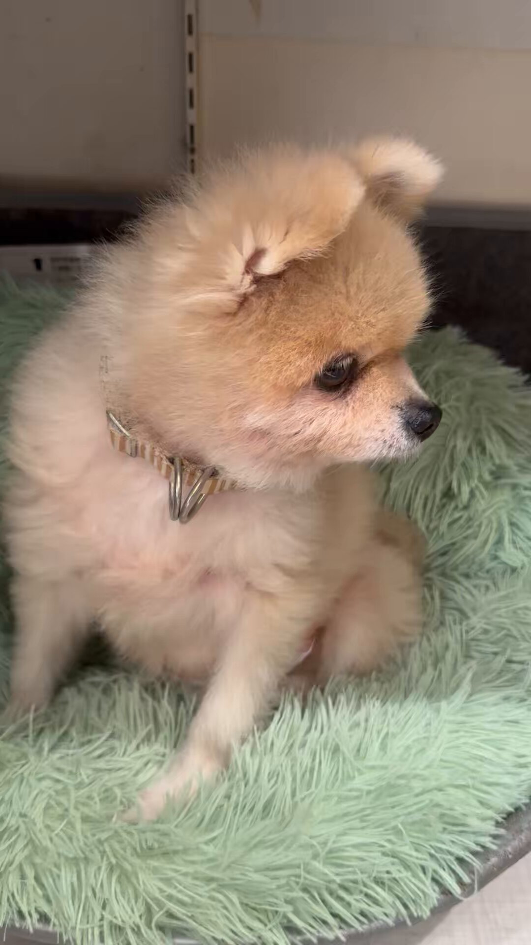 めるも「ボク うぃん、弟はエア 妹はエイル よろしくね