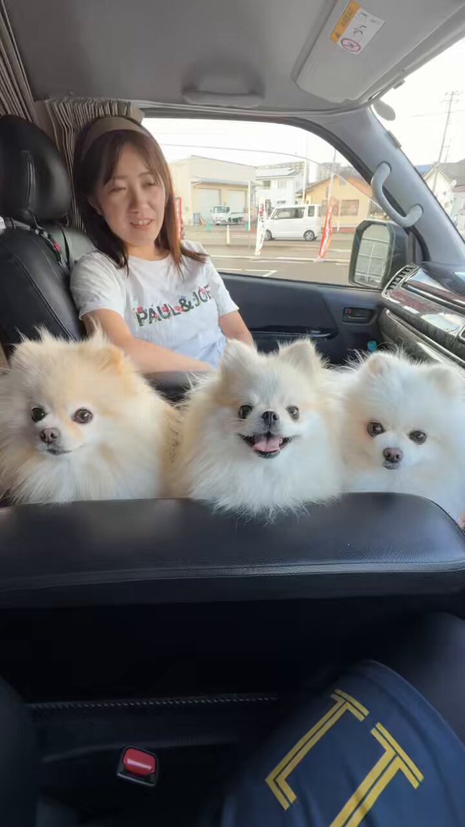 ぽん「3ポメ~お花リース」「ポメと柴犬~インコS字飾り」 愉快な3姉妹ポメラニアンちゃんねる (@melkuramarin) / X