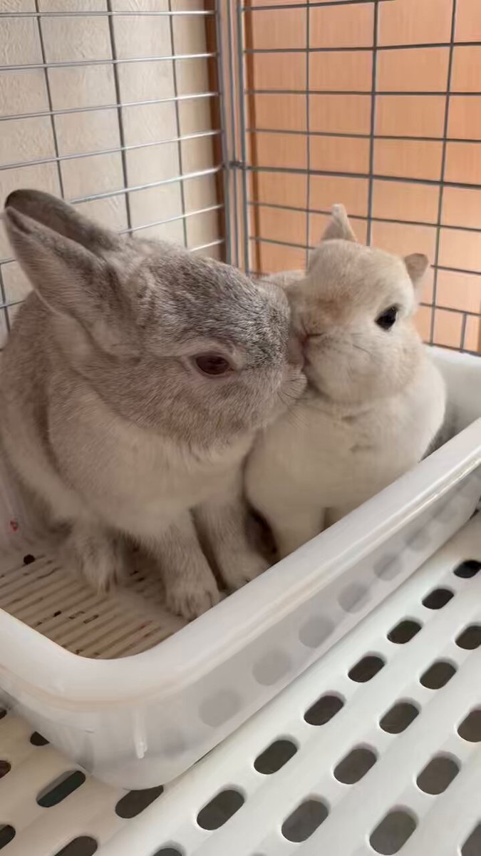 🐰うさぎの幸と福と心と華🐰 on X: 
