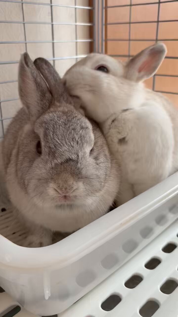 🐰うさぎの幸と福と心と華🐰 on X: 