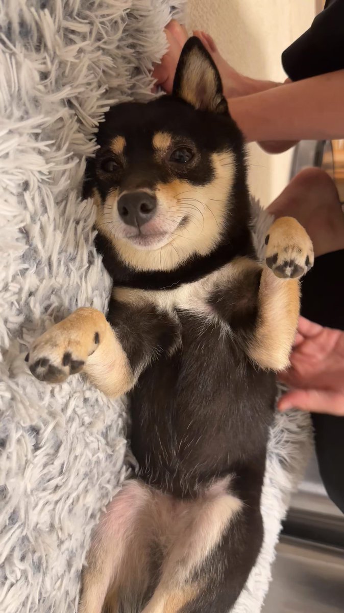 ママ柴ちゃん 赤ちゃん達🐾🐾お母さんのおっぱい沢山飲んで すくすく丸々と