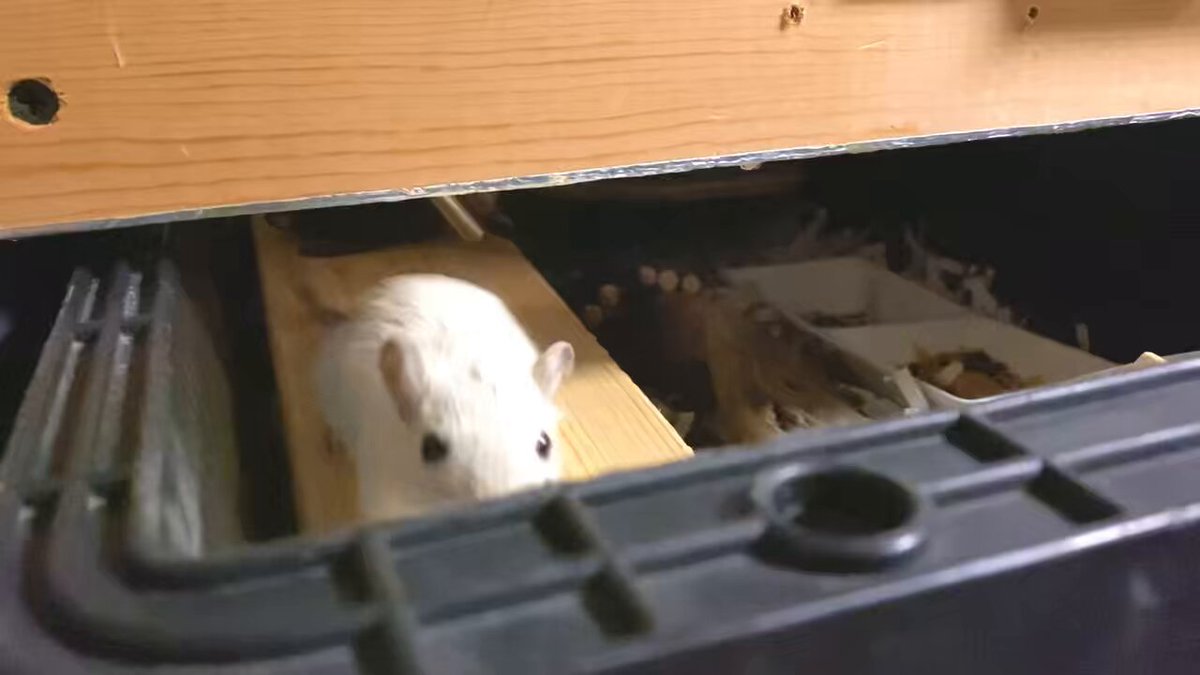 HIRO 　ヤワゲネズミMIX Maison MIHARA YASUHIRO ONLINE STORE（メゾンミハラヤスヒロ