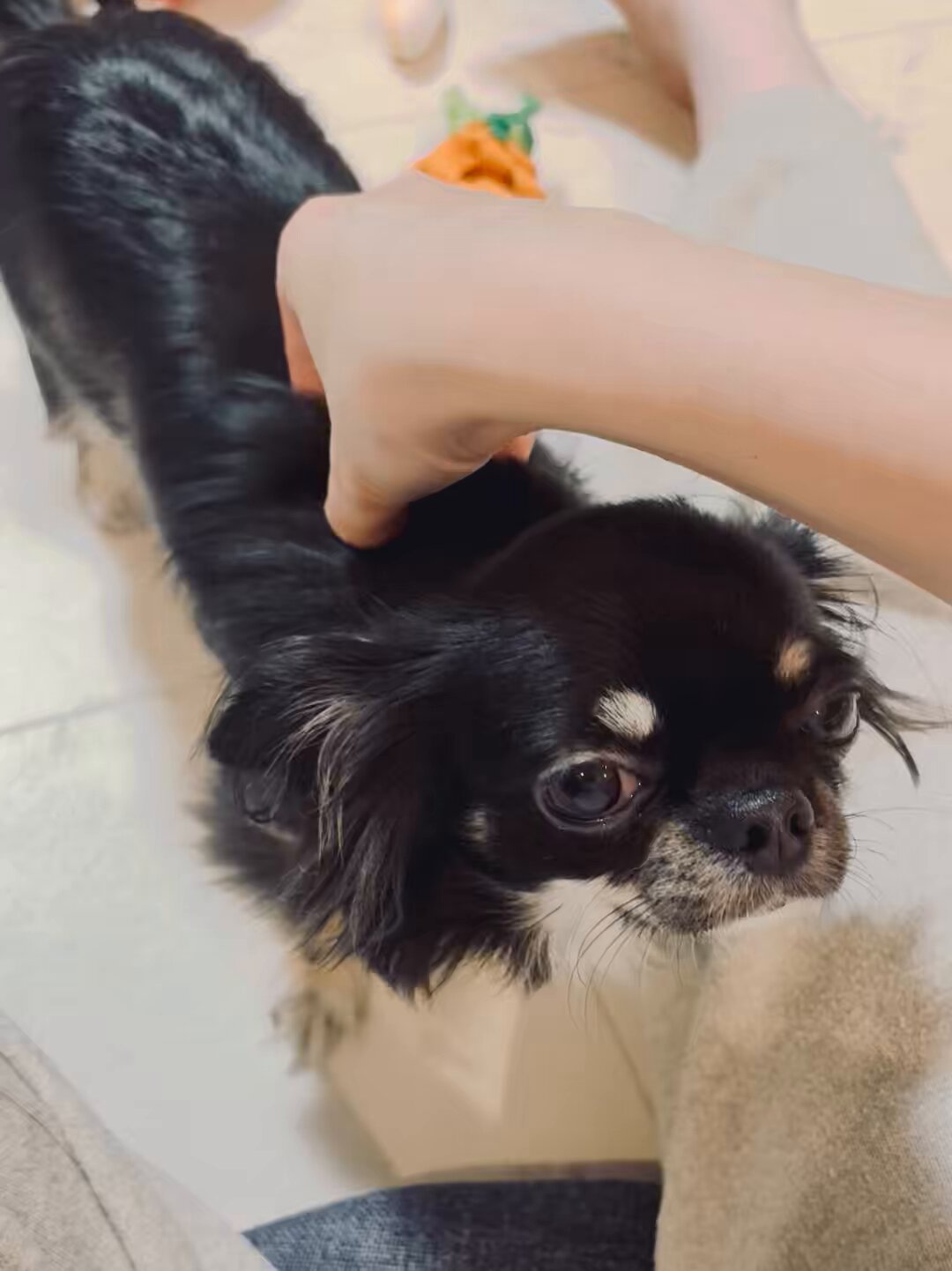 犬ちゃん うちの犬ちゃん(ちわわ) on X: 