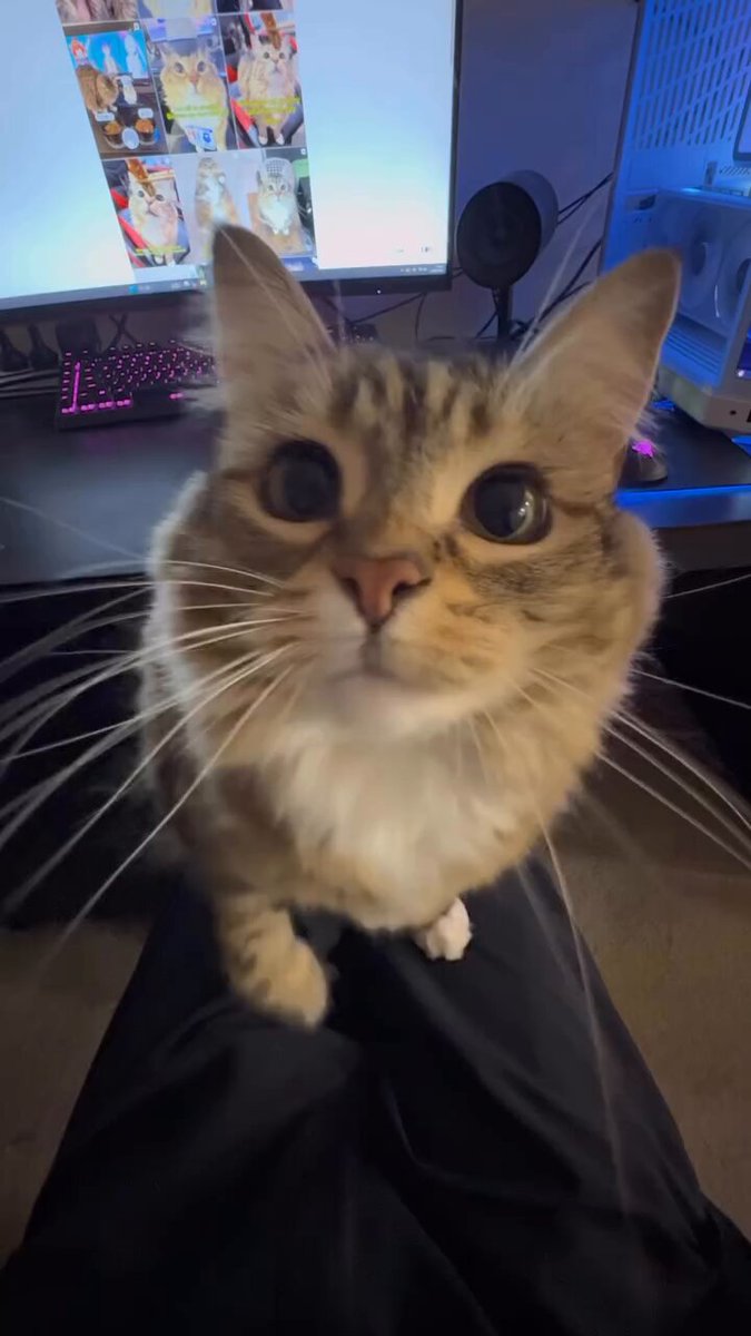 Yuyu19711 💗🐱Father of Two Gatos🐱💗 (@yuyu197100) / X