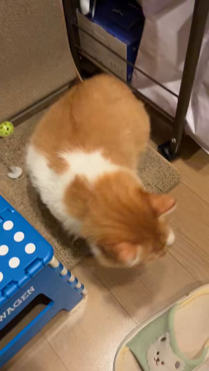 ニャン太 ニャン太桜子🐱 (@nyantacchi) / X