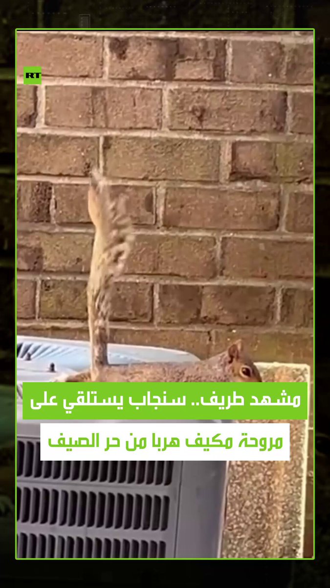 في مشهد طريف ومثير للضحك .. سنجاب ذكي يختار مروحة المكيف مكانا للاسترخاء هربا من حرارة الصيف المرتفعة. #سنجاب 