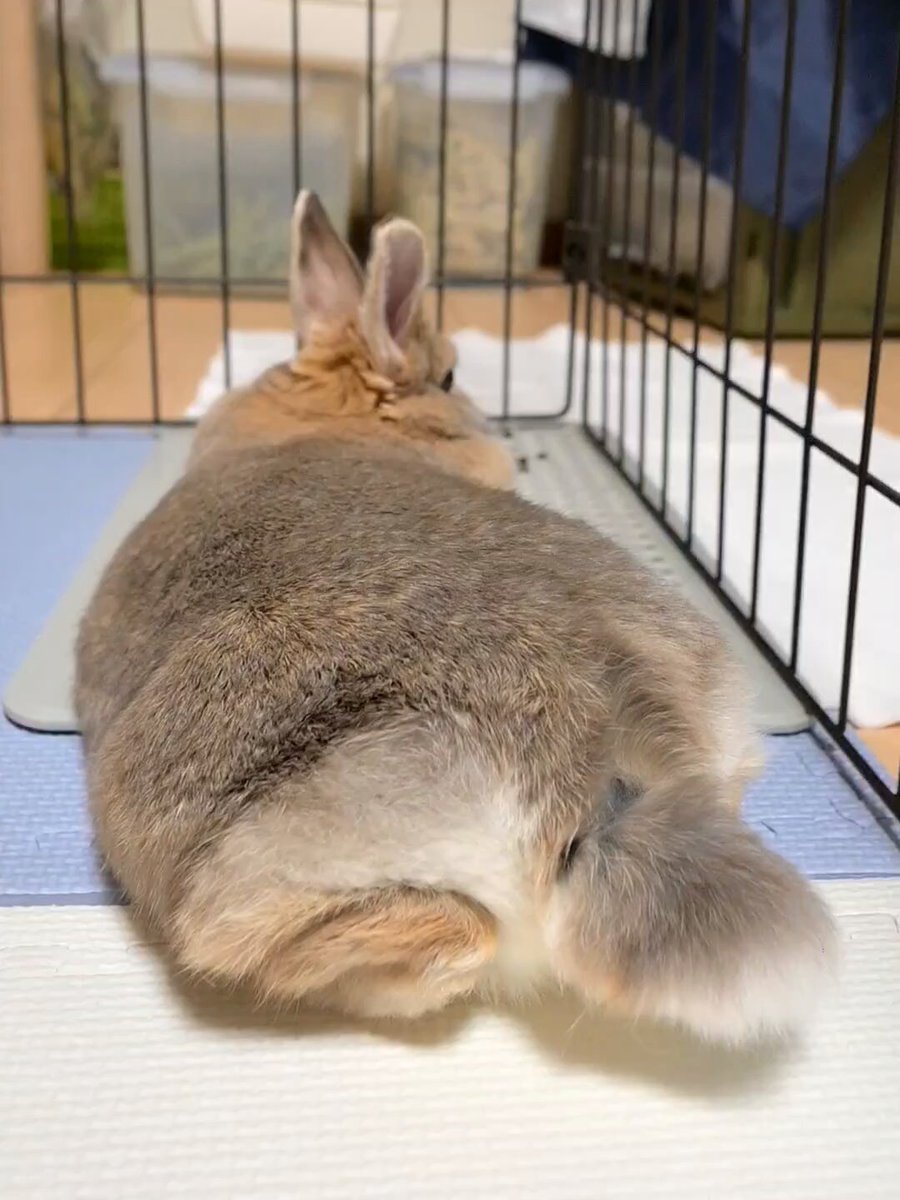 うさぎ✨ うさきちうさみち🧡 (@usakichi2020) • Instagram photos and videos