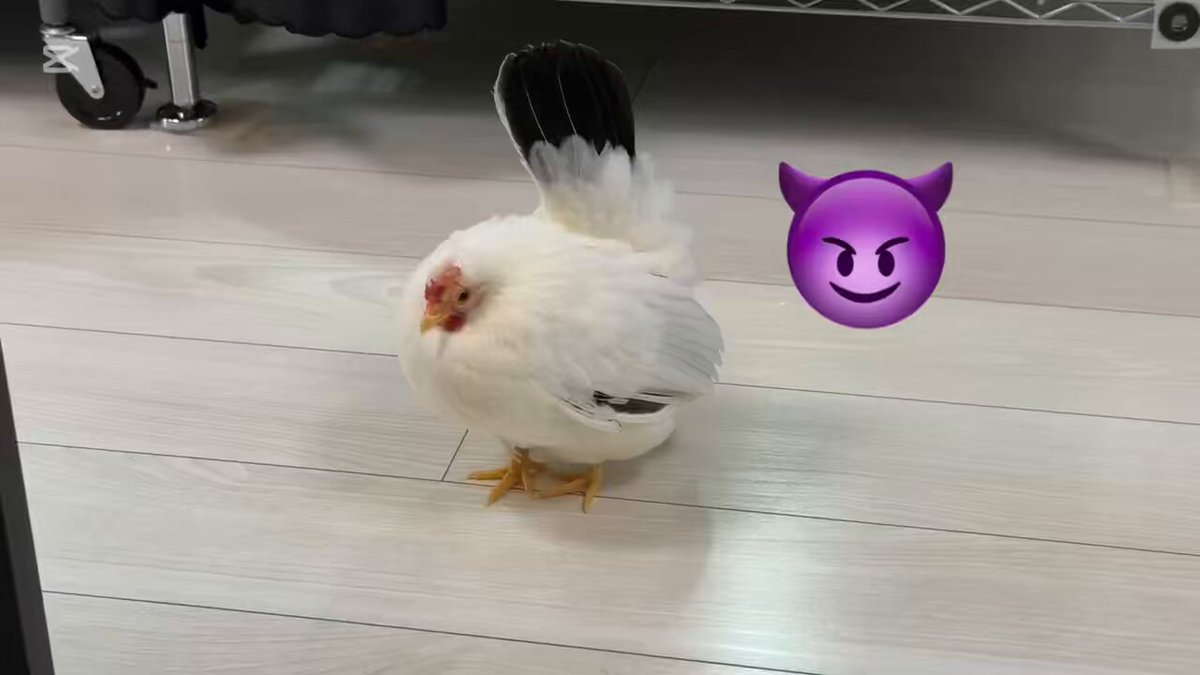 鳥好きっ！ シマ鳥 (@shimahekotori_) / X