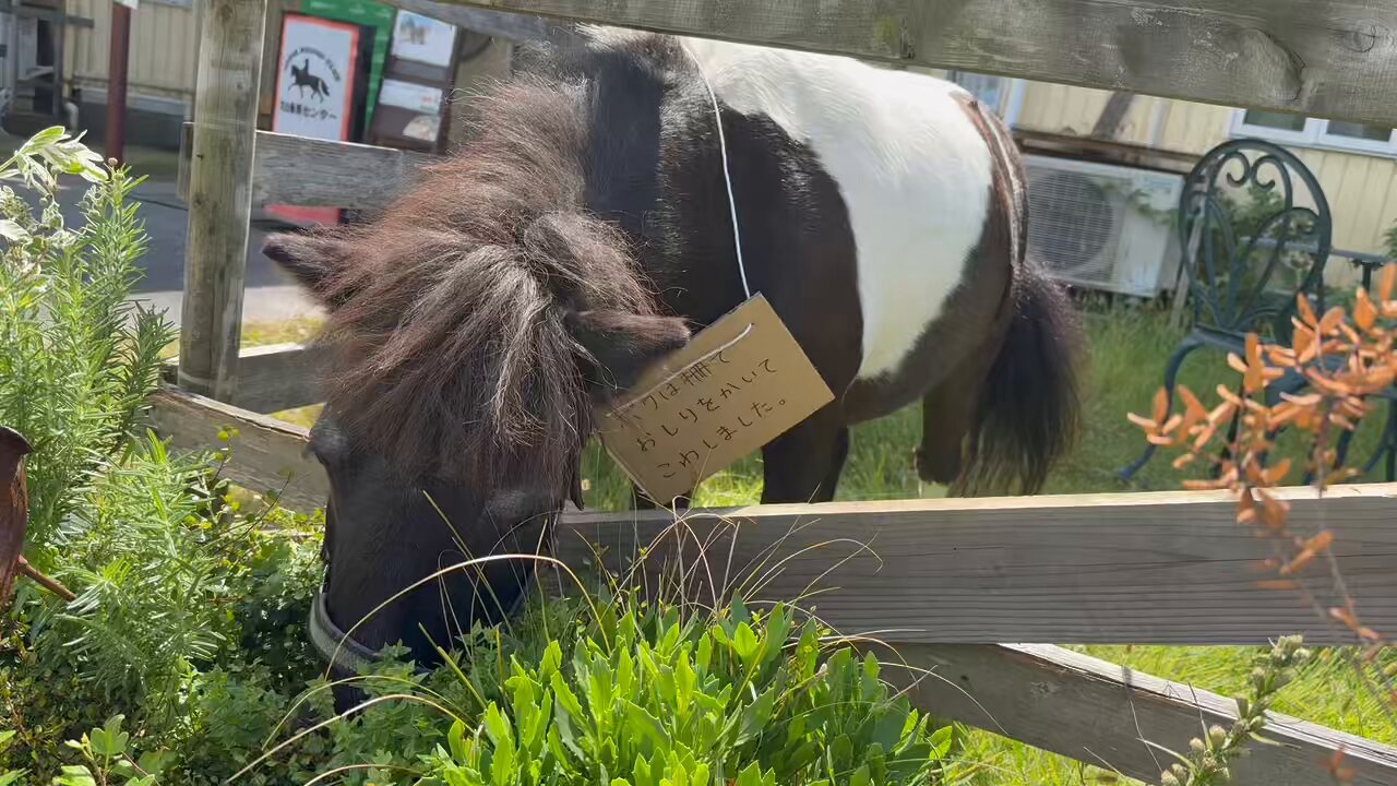 センターピース ホース 馬 M.K ホースパーク - 株式会社コーアガス島根