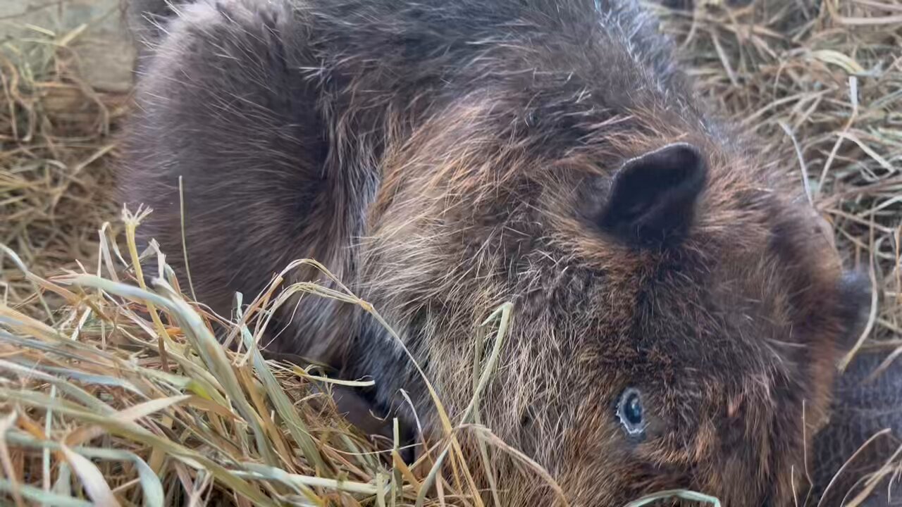 さぁ？ (@sour269) / X