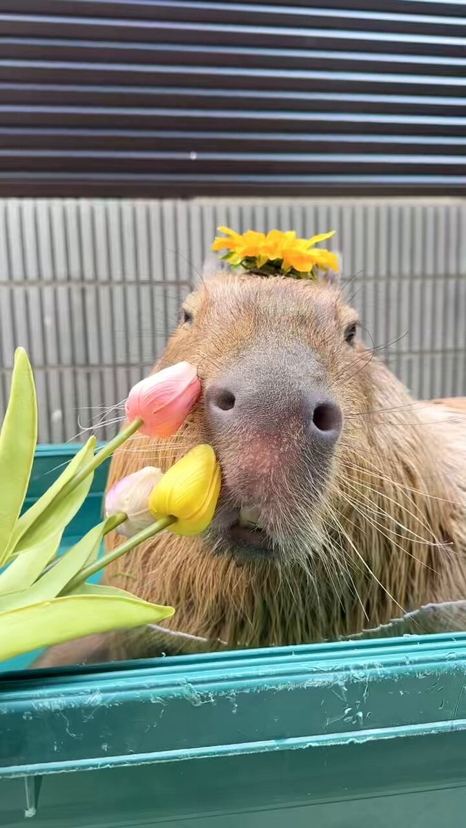 かぴばら ドキドキどうぶつシリーズ カピバラ（立ち／座り）