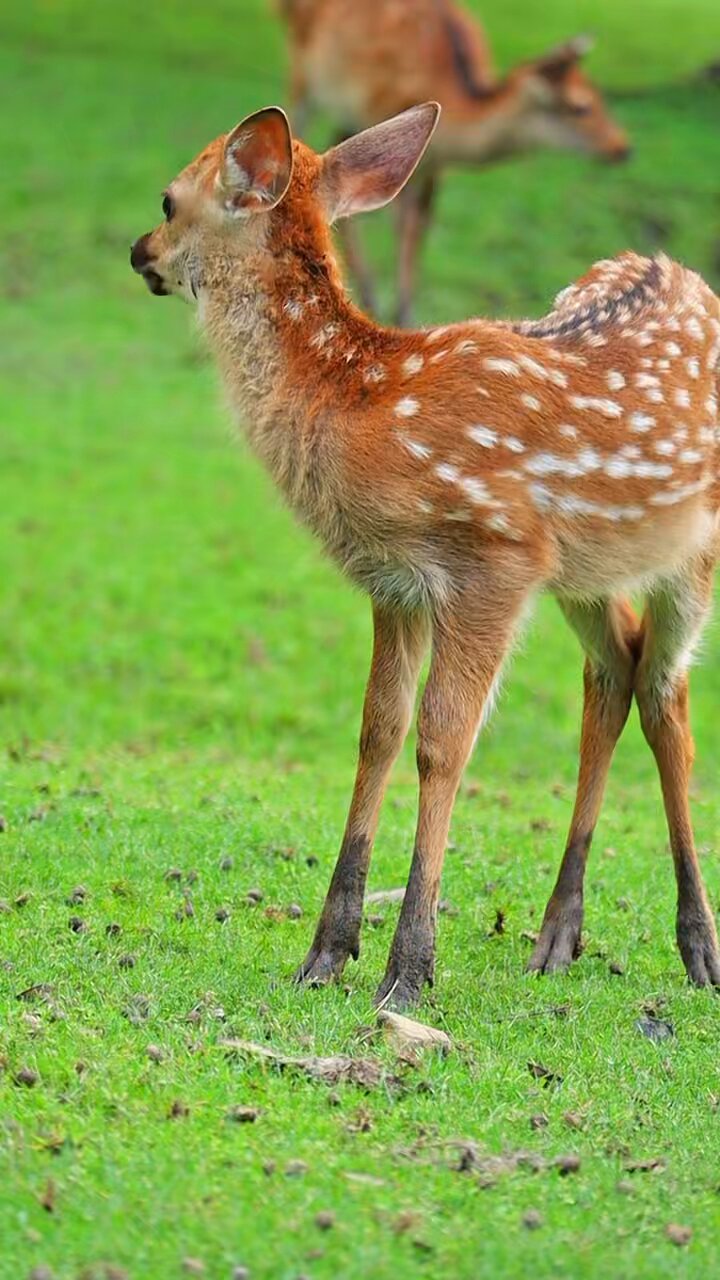 A deer / 鹿 A deer / 鹿