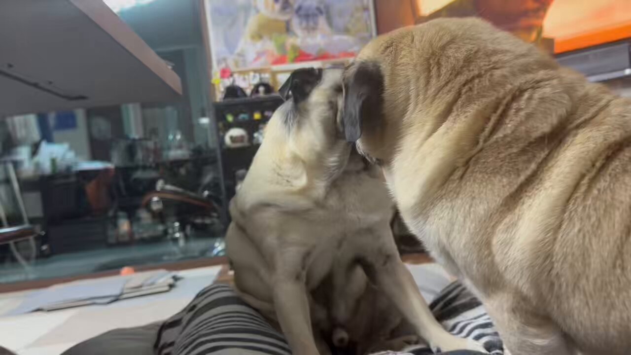 パグ蔵 俺のコックピット🏍🧑‍✈️ #kawasaki #z550fx #z400fx #z400j