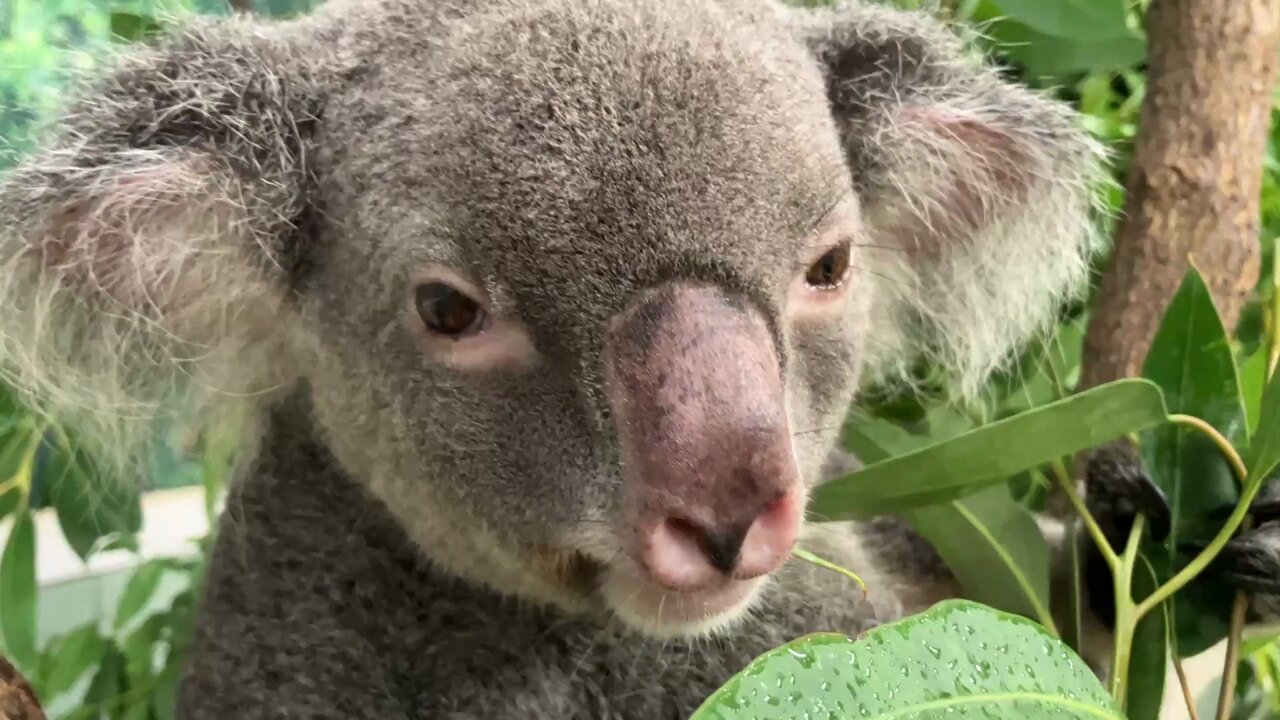 koala… - Search / X