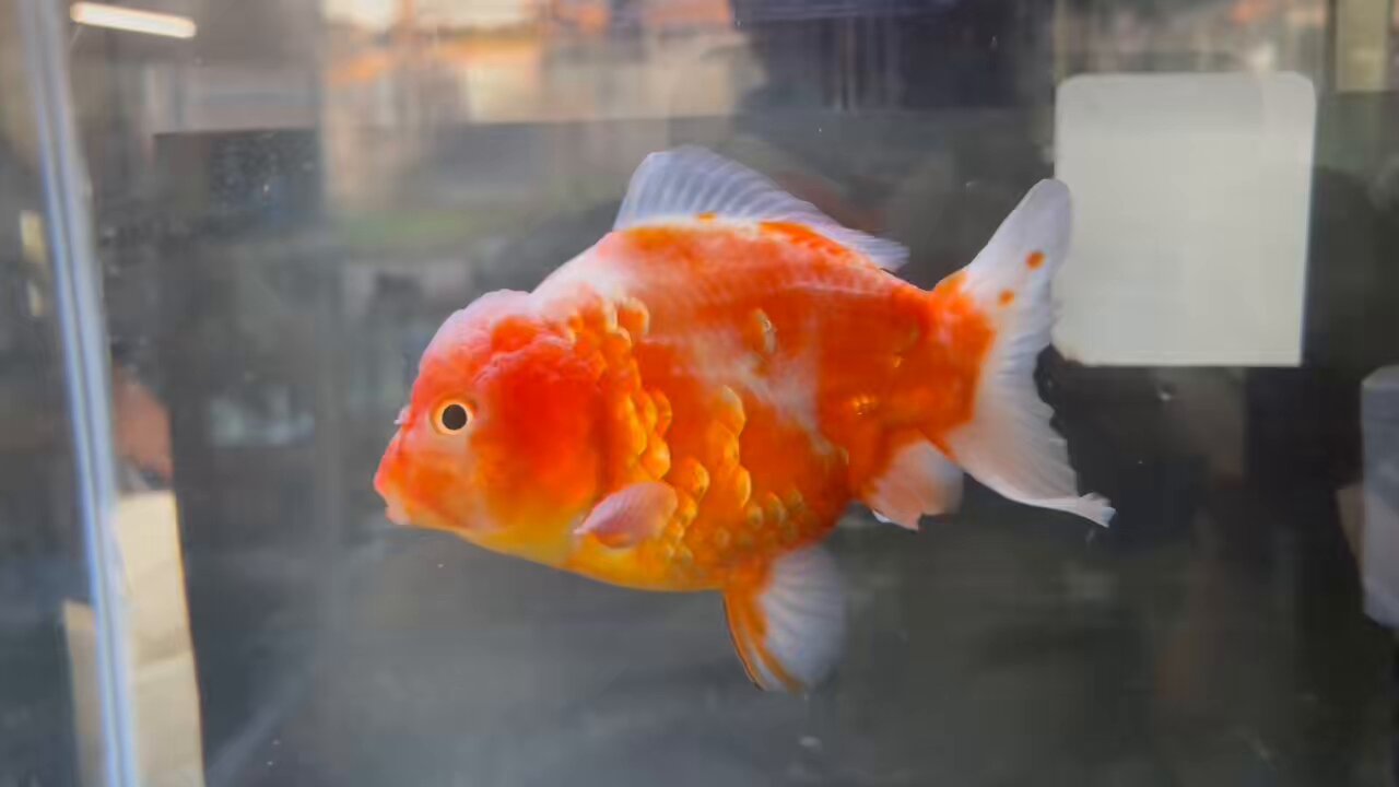 金魚の倉庫 on X: 