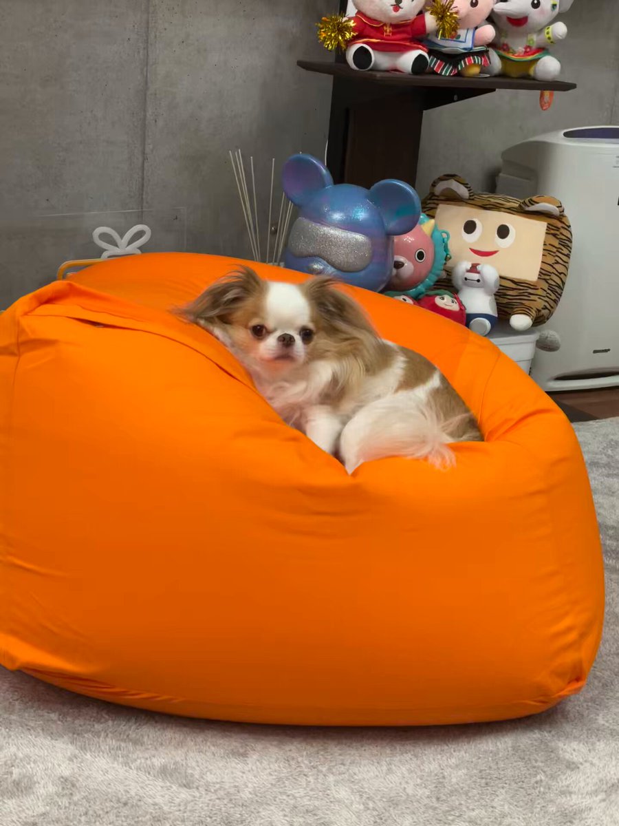 ♡PIGちゃん確認用♡ ?media_id=3600531388157738917