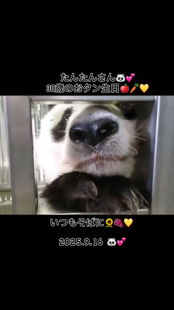 たんたんさん。ご確認お願いします まる🐼🍀📸 on X: 