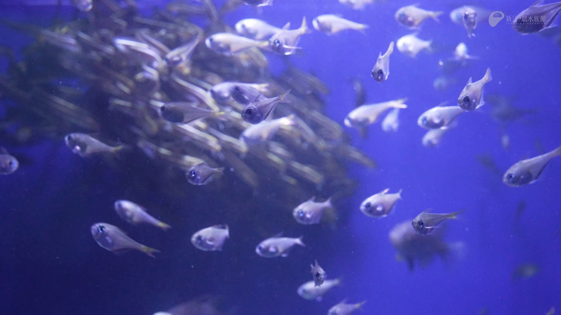 ツマグロ 新江ノ島水族館への誘い ツマグロ 新江ノ島水族館への誘い - その他お 手頃 価格