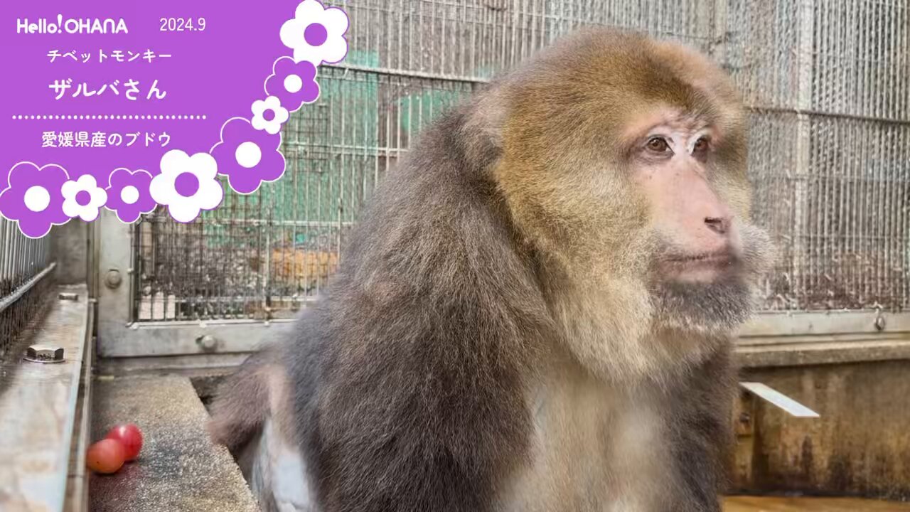 動物たちの応援サイト｜Hello!OHANA（ハローオハナ