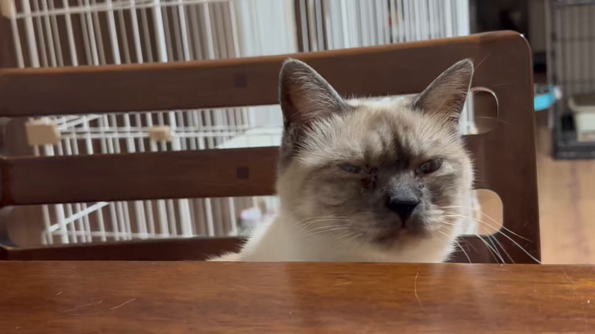 とらねこページ IWAGO'S BOOK ②『とらねこ』 | 株式会社クレヴィス