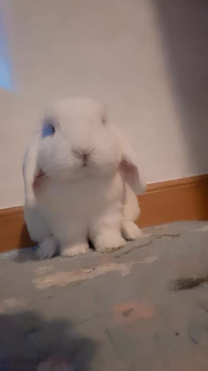 しょりんうさぎちゃんとくまさんのデート、コスモス、秋アレンジ❣️ピンク❁⃘* しょりん様専用うさぎちゃんとくまさんのデート、コスモス、秋