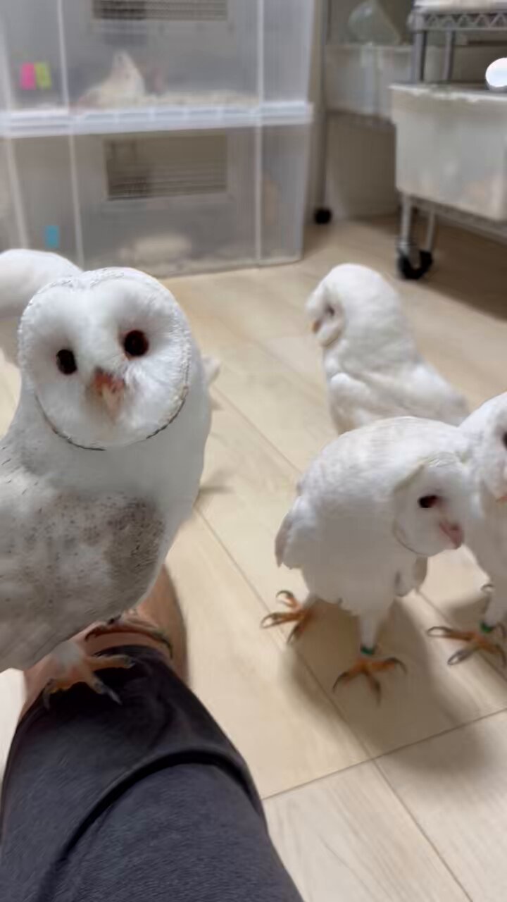 なんかよく分からないフクロウ かずたん on X: 