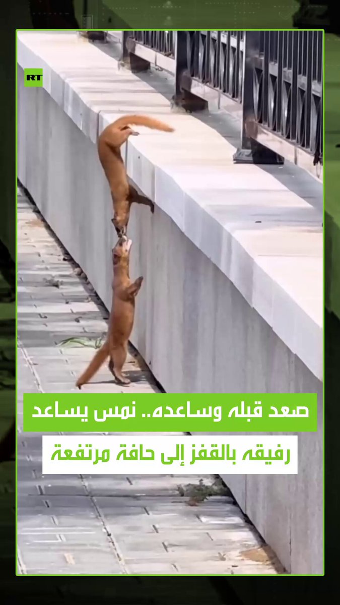 لحظة رائعة تجسد روح التعاون بين الحيوانات .. نمس يساعد رفيقه الذي واجه صعوبة في القفز على حافة مرتفعة بطريقة لافتة أثارت إعجاب المتابعين. #نمس 