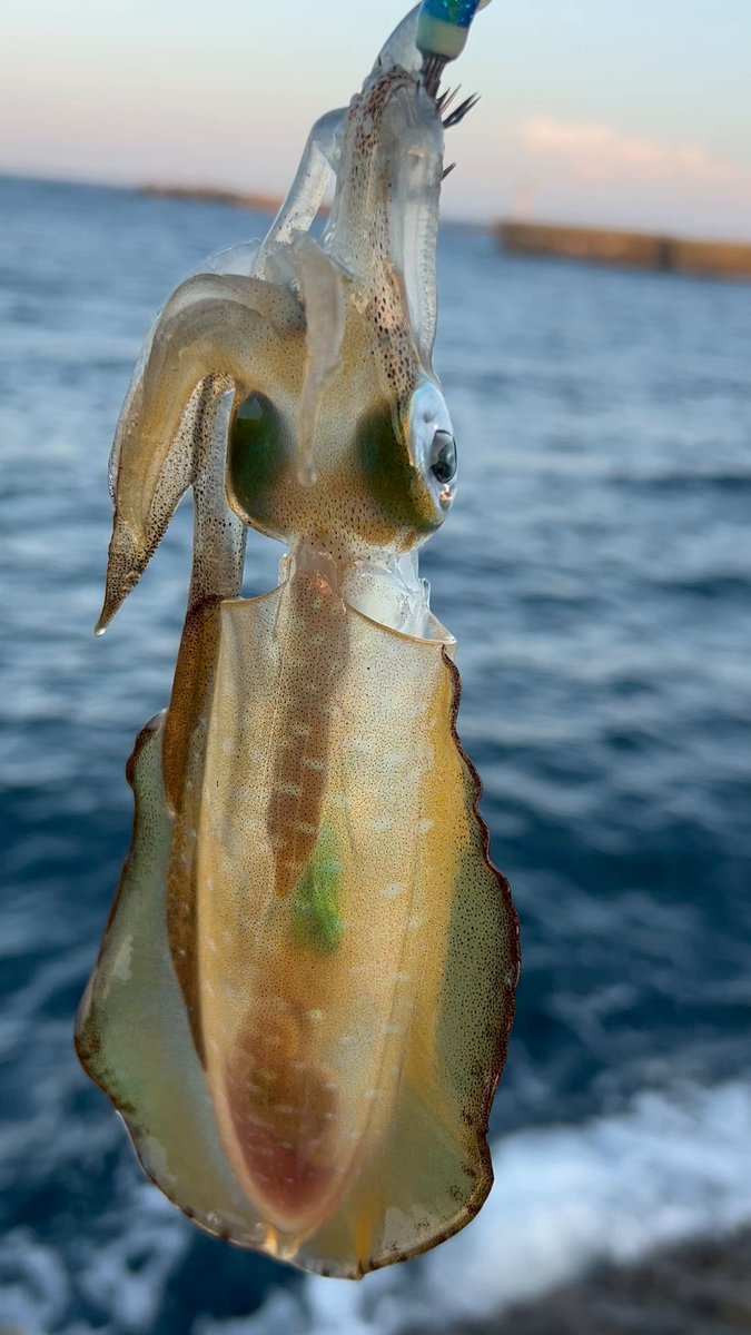石川県 - Search / X