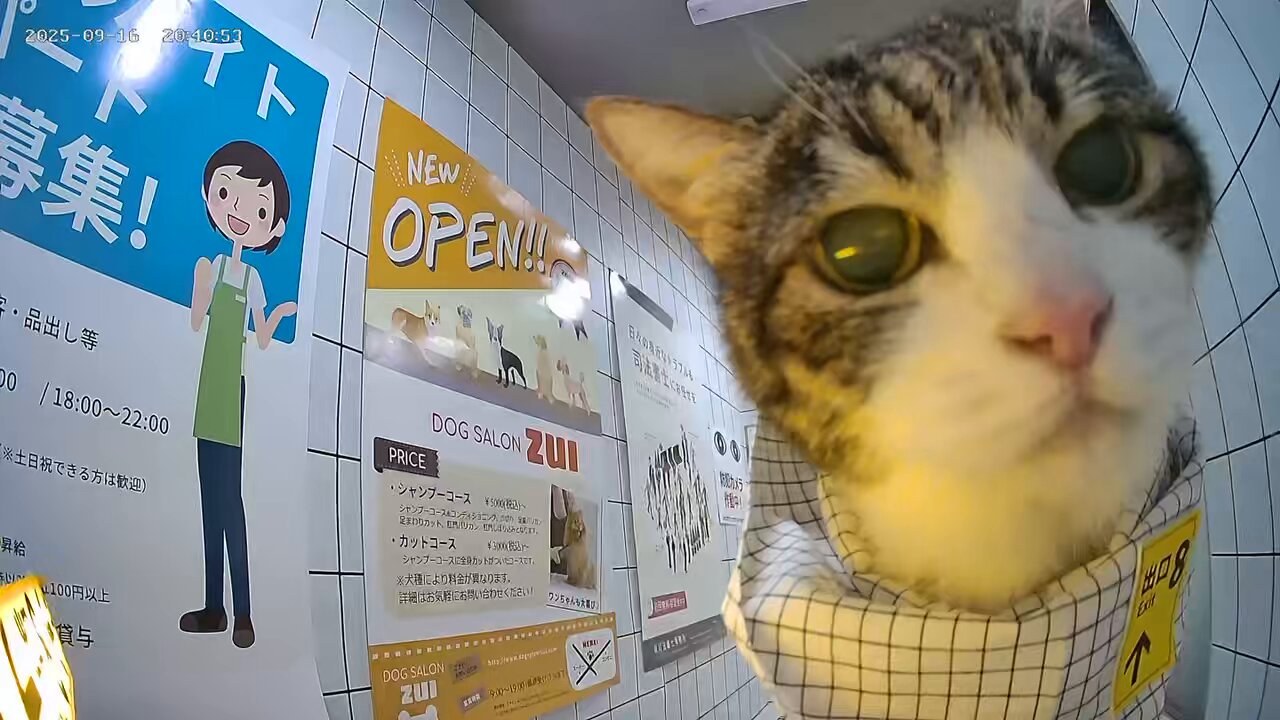 猫千代　0508 わんちゃん・ねこちゃん入舎しました!! | かねだい八千代店の