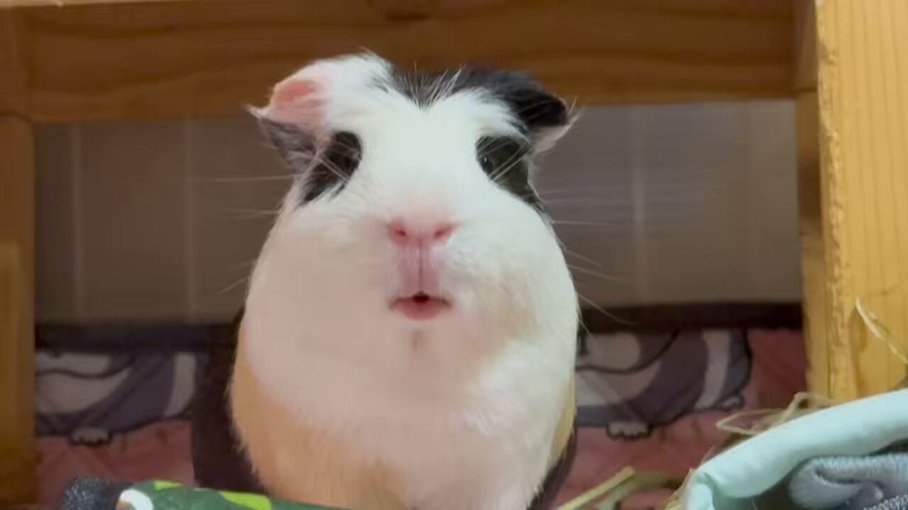 いしかわ べっかむ on X: 