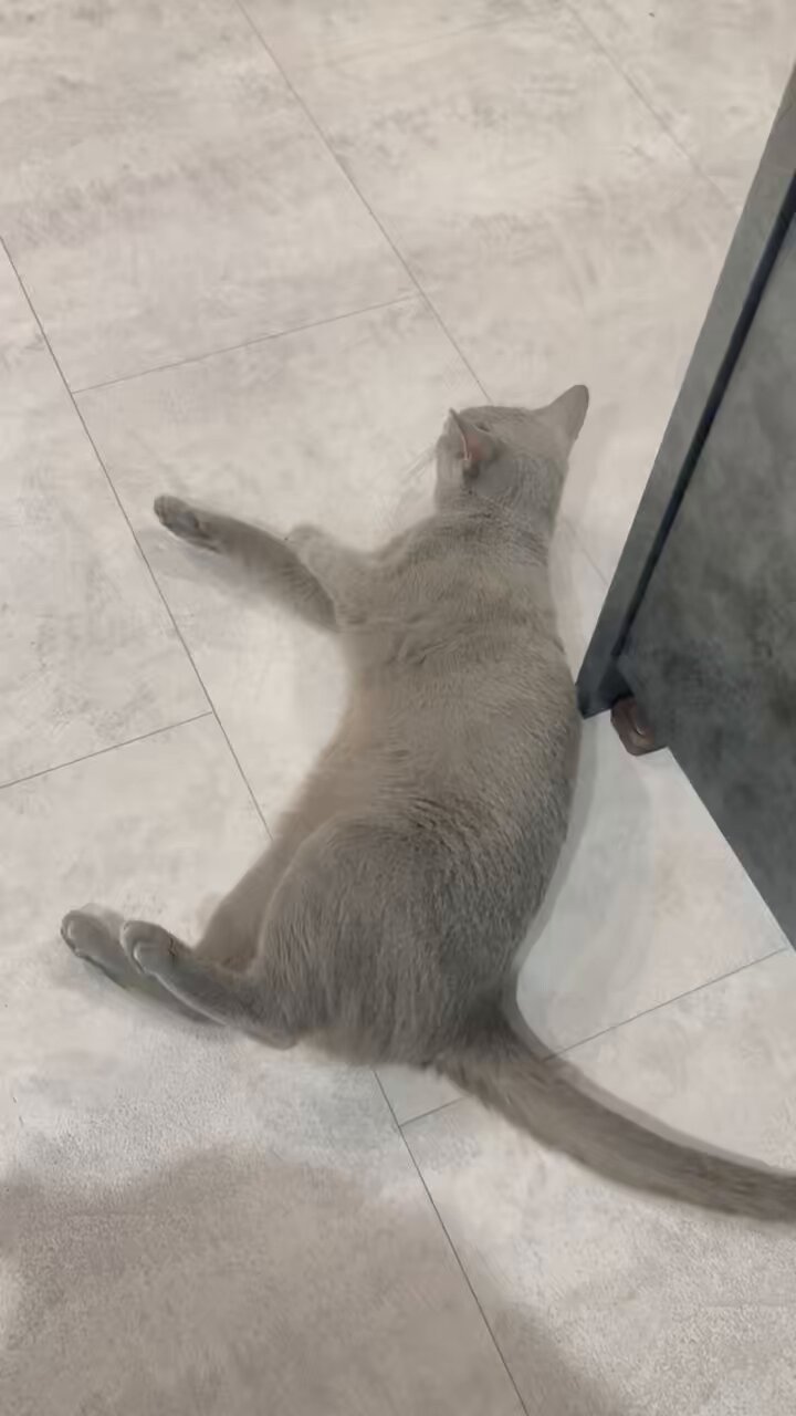 ロシアンブルーのシアン🐈‍⬛ (@kana_cosme123) / X