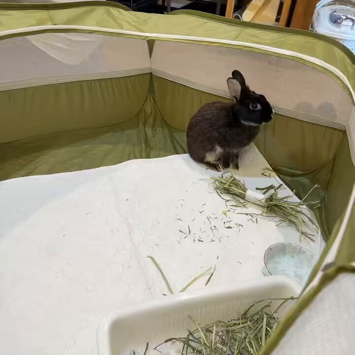 ♡うさぎ様ご確認♡ 頭にハート柄があるような…ネザーちゃん💗