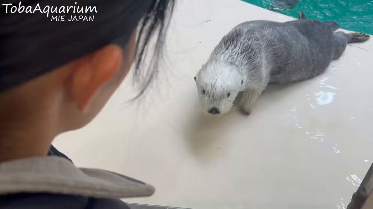 たぬたぬ ぬぬた (@nnuutus) / X