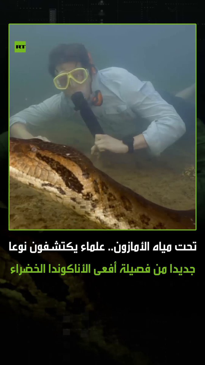 اكتشاف مذهل لأضخم ثعبان في العالم .. فريق علماء يعثر على نوع جديد من الأناكوندا الخضراء في الأمازون يختلف وراثيا بنسبة 5.5% عن الأناكوندا المعروفة، وهي نسبة تقارب الفرق بين الإنسان والشمبانزي. #أمازون 