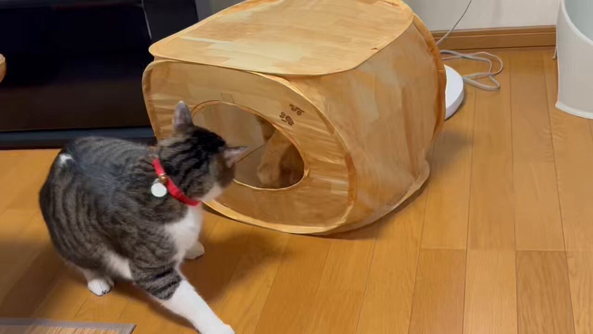 こもも子猫 Yahoo!オークション - LocoMocoNeco 羊毛フェルト マンチカンの