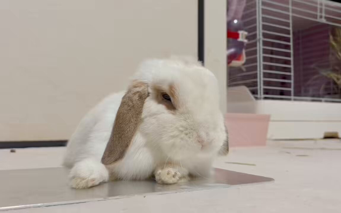 うさぎ Amazon.co.jp: [LSDZW] 縫いぐるみ 大きい ピンク 90cm ウサギ