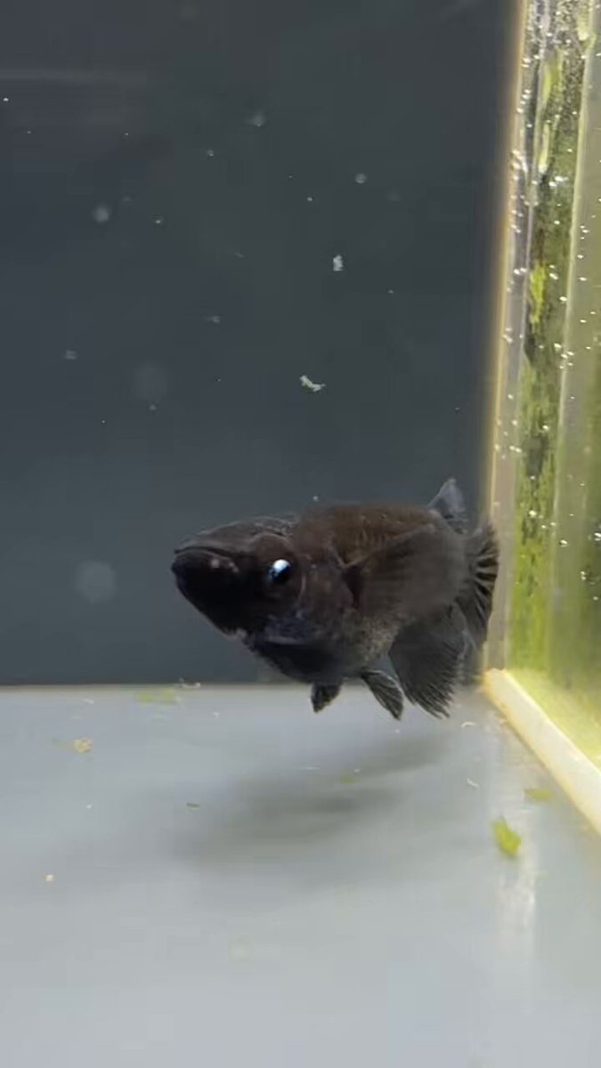 桑江良直 (@naomedaka0307) / X