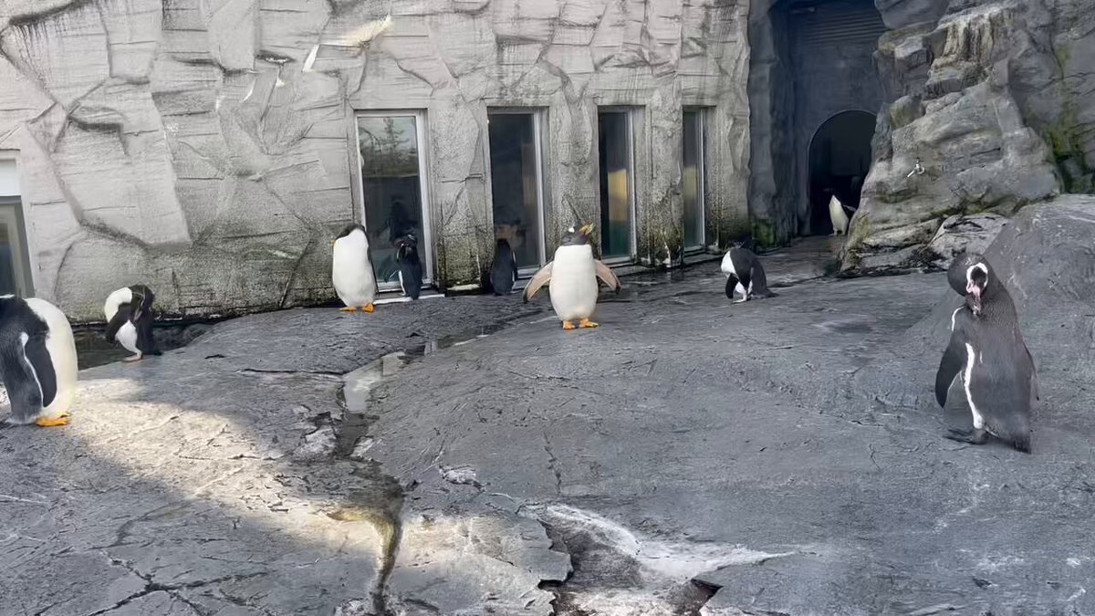 旭川市旭山動物園［公式］ on X: 