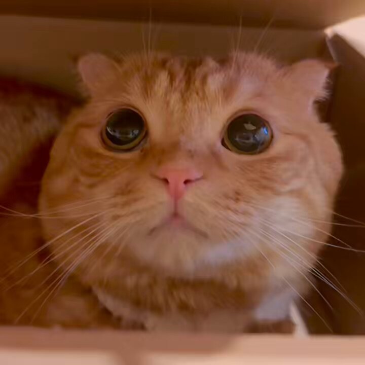 ひなねこ。ページ huku-001-01.jpg