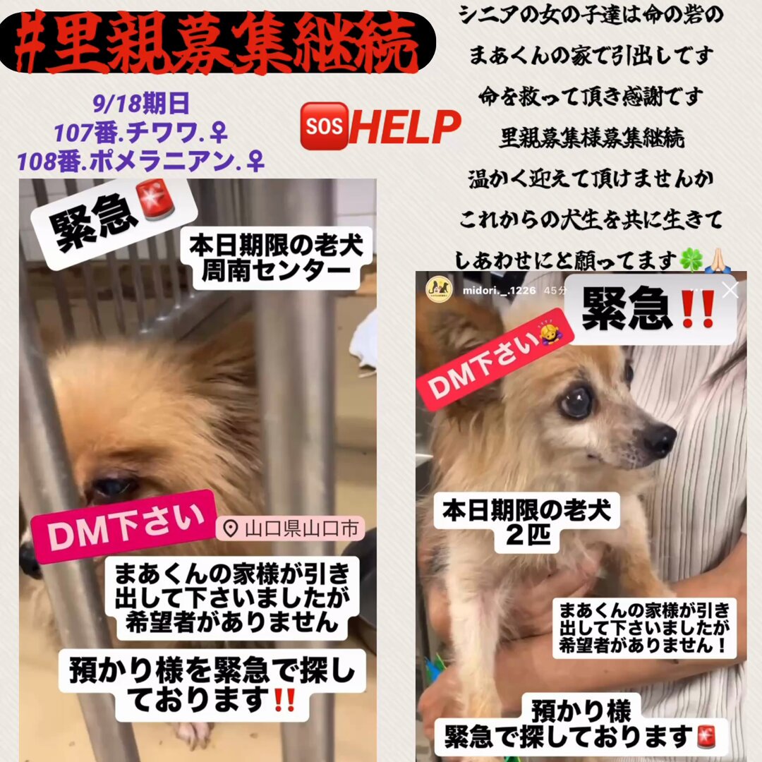 犬様お引き合い分です。 🇯🇵GOLL (通知欄見辛いです返しRTで最新に戻ってしまいます
