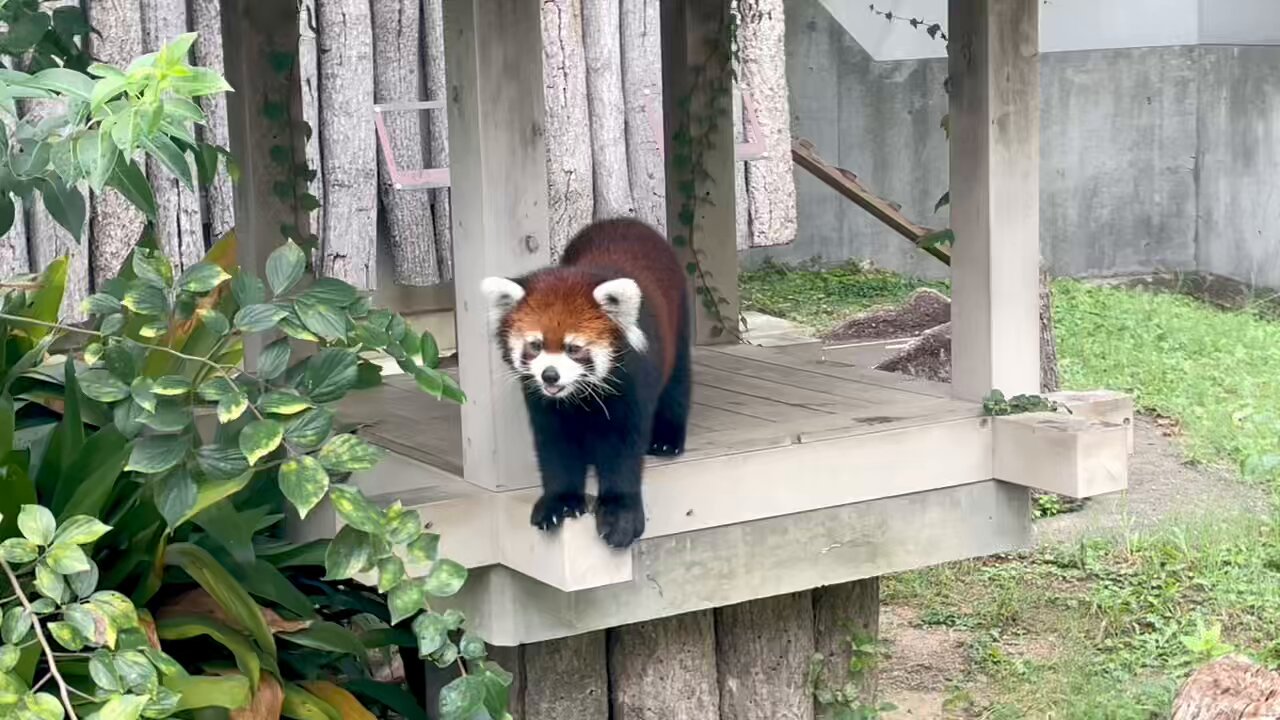 パンツ redpanda Jami (@redpanda3695) / X