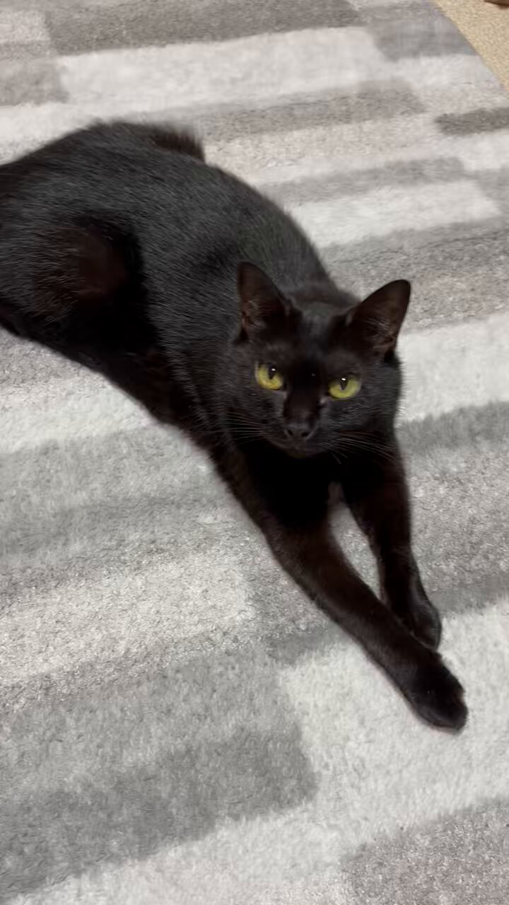 黒猫 黒猫アルル on X: