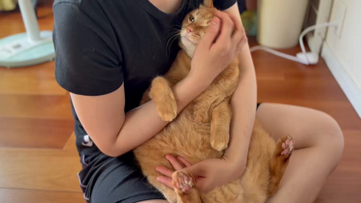 すずつむふう【我が家の可愛い猫's】 (@kagisuzu0531) / X