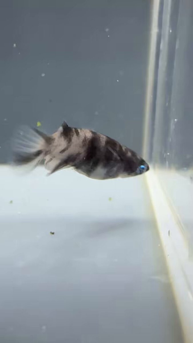 博多ちぇすめだか 桑江良直 (@naomedaka0307) / X