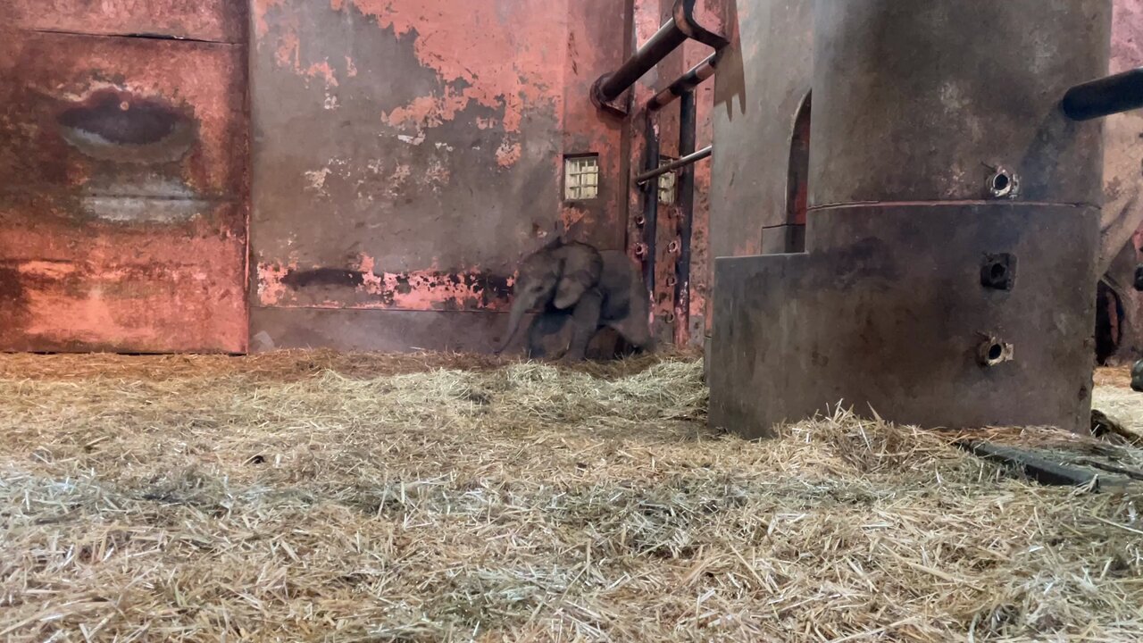 ringo-ringo (@sucha_lovelyday) / X