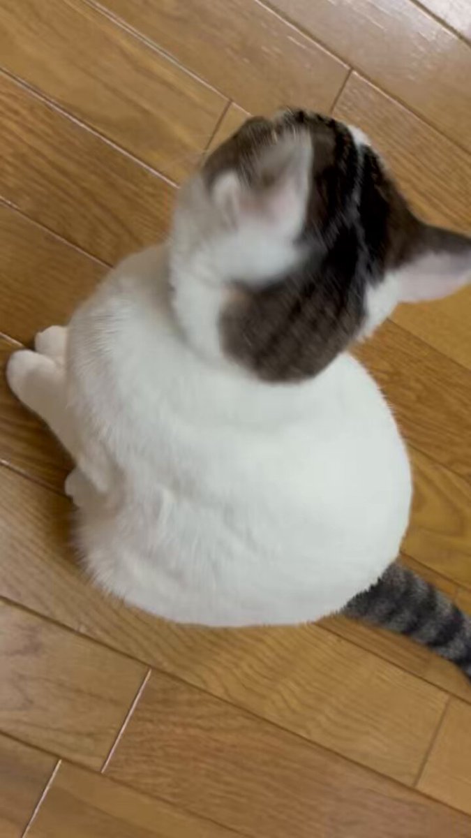 ねこ⭐︎° 🇦🇷 вιαςк ℓσтυѕ נαει //VGEN OPEN COMM on X: 