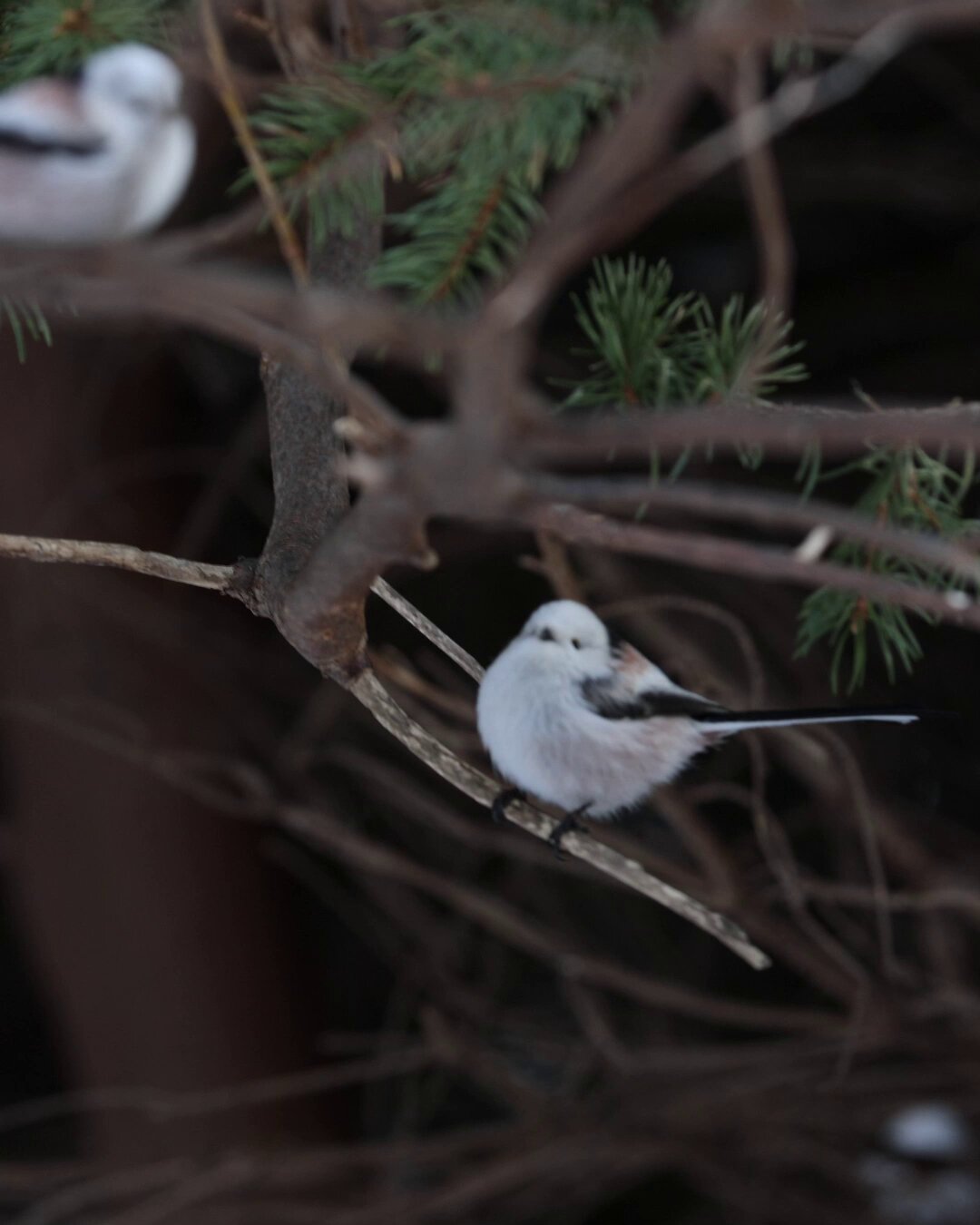 草むらから歩いてたらいきなり出てきた伝説のシマエナガ 草むらから歩いてたらいきなり出てきた伝説のシマエナガ