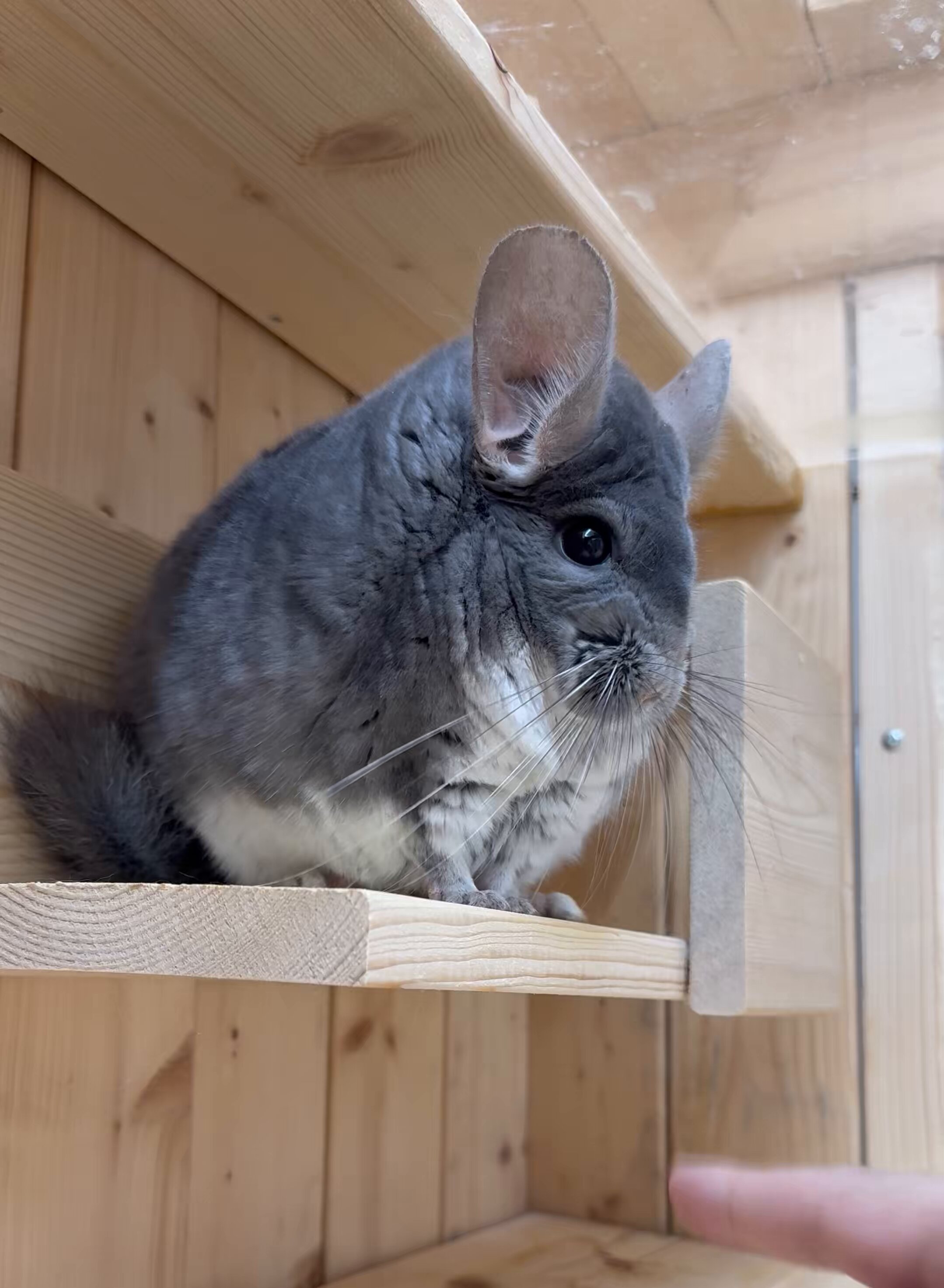 チンチラ プロフ必読‼️です❣️ チンチラ プロフ必読‼️です❣️ チンチラのぷぷちゃん