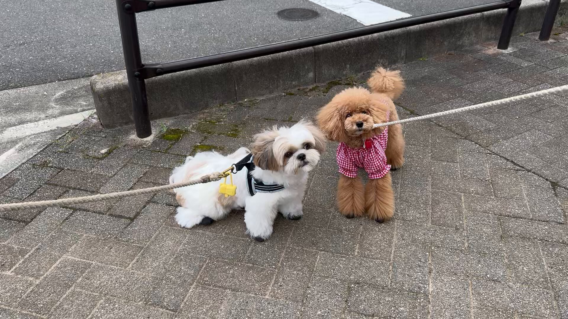 【SOLD】お正月❁飾り シーズー シーズー】謹賀新年2025新しい年の幕開けじゃぁと愛犬3匹と