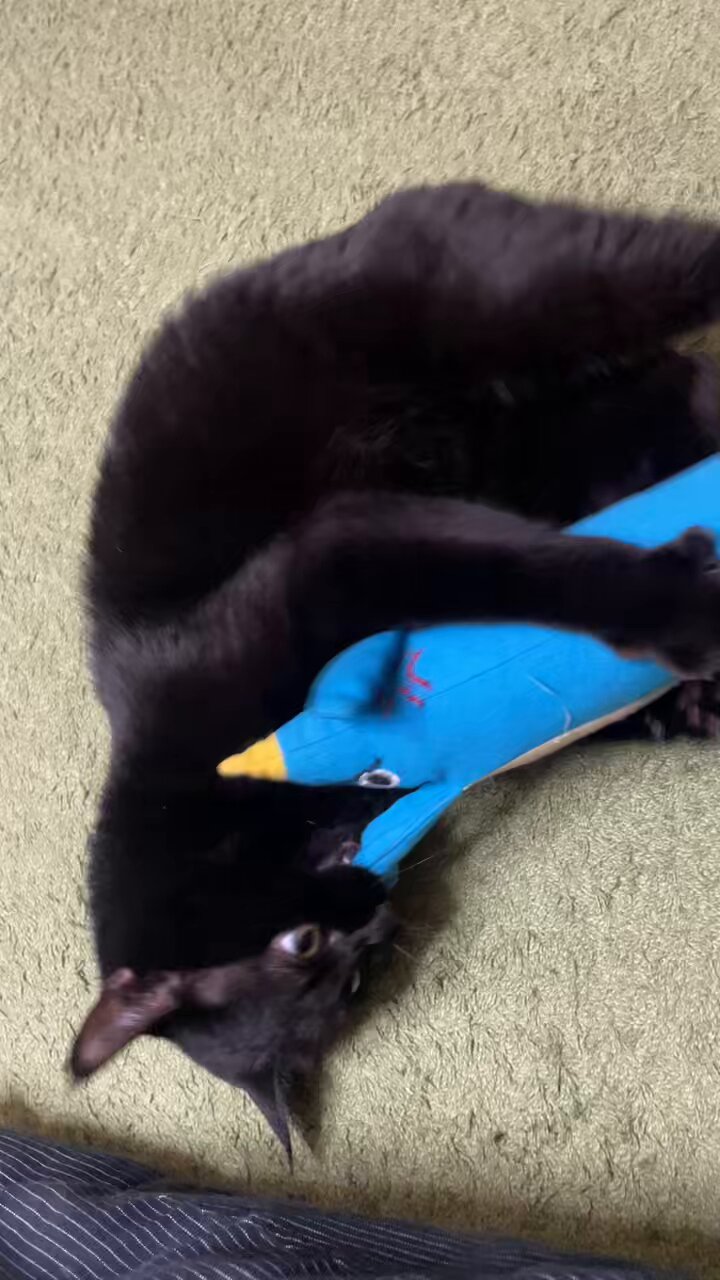 ⭐︎ランランページひ⭐︎のびねこ他⑥ ⭐︎ランラン様専用ページ⭐︎のびねこベビー＆のびしば他